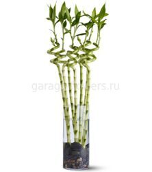Бамбук (Драцена лаки бамбу)