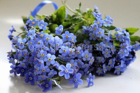 Незабудки (миосотис)