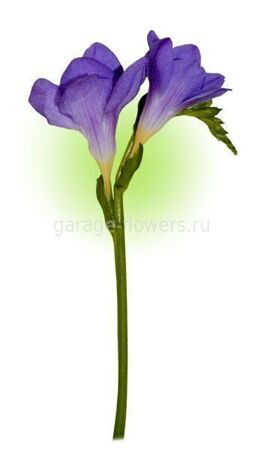 Синяя фрезия